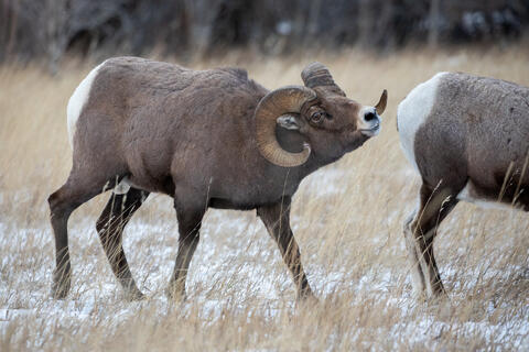 Big Horn Sheep Ram Flehmen