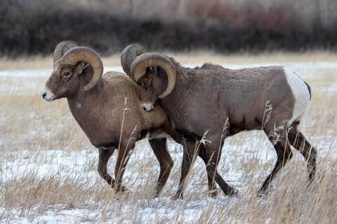 Two bighorn rams during the rut. 