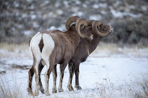 Two Bighorn rams during the rut. 