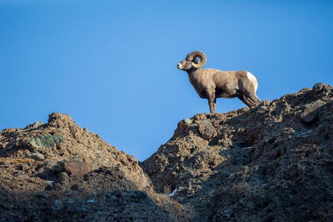 Bighorn Sheep Ram on a Ridge 