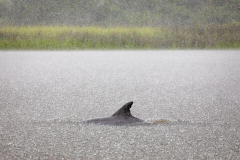 A bottlenose dolphin surfaces during a heavy rainstorm in South Carolina, USA