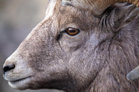 Bighorn sheep ram close-up of the eyes and snout