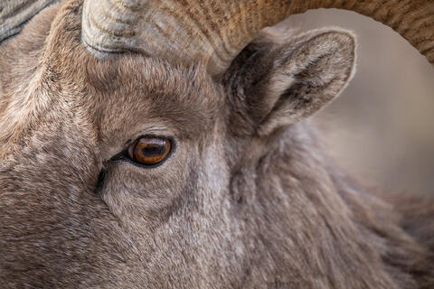 Close-up of a bighorn sheep rams' eye
