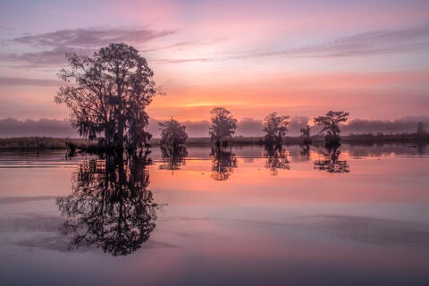 Cypress trees draped with Spanish moss are reflected in the stillness of a blackwater river on a calm, foggy morning. Pastel reflections are seen in the water
