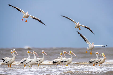 American white pelicans are seen landing and resting on the beach in this tidal salt water shoreline in South Carolina. 