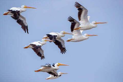 American White Pelicans flying along the beach with a blue sky contrasting the white birds. 