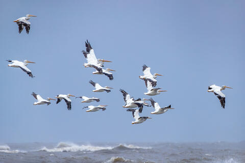 American White Pelicans flying along the beach with a blue sky contrasting the white birds. 