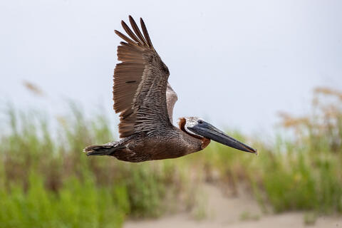 Brown Pelican Flying