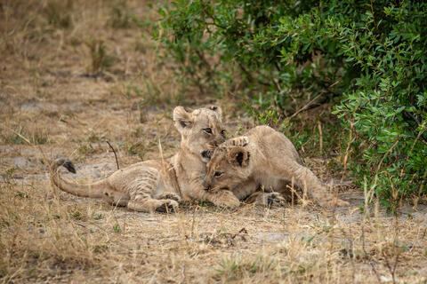 Lion Cubs