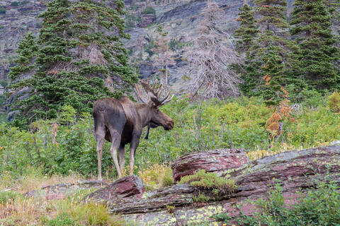 A bull moose with its antlers in velvet stands on a rock shelf in the mountains of Montana in Glacier national Park