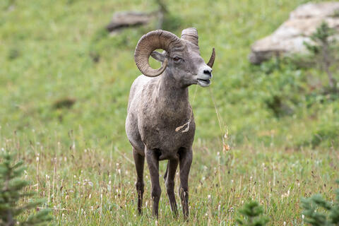 Bighorn sheep ram grazing in the mountains of Montana in the summer