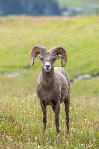 Bighorn Sheep ram in the mountains of montana in glacier national park in the summer