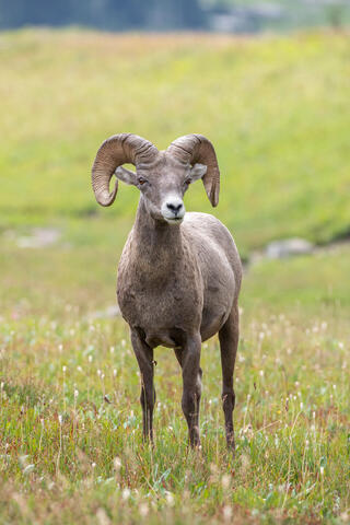 Bighorn Sheep ram in the mountains of montana in glacier national park in the summer