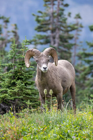 Bighorn Sheep ram in the mountains of montana in glacier national park in the summer