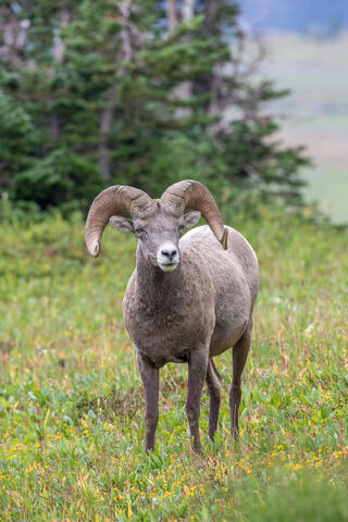Bighorn Sheep ram in the mountains of montana in glacier national park in the summer