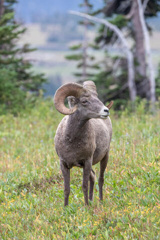 Bighorn Sheep ram in the mountains of montana in glacier national park in the summer