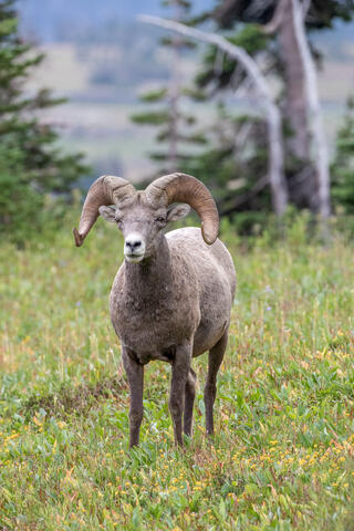 Bighorn Sheep ram in the mountains of montana in glacier national park in the summer