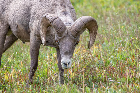 Bighorn Sheep ram in the mountains of montana in glacier national park in the summer