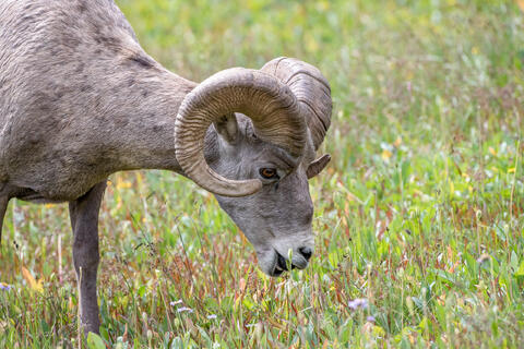 Bighorn Sheep ram grazing in the mountains of montana in glacier national park in the summer
