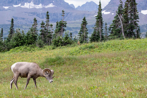 Bighorn Sheep ram grazing in the mountains of montana in glacier national park in the summer