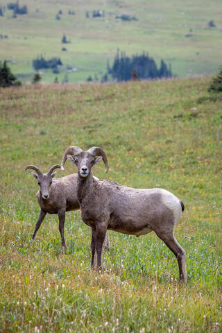 Bighorn Sheep ram in the mountains of montana in glacier national park in the summer