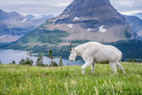 Wildlife