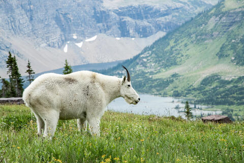 A Mountain Goat Stands among the Summer Wildflowers