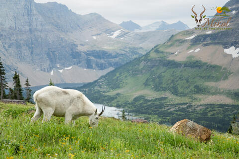 A Mountain Goat grazes among the alpine wildflowers in the summer