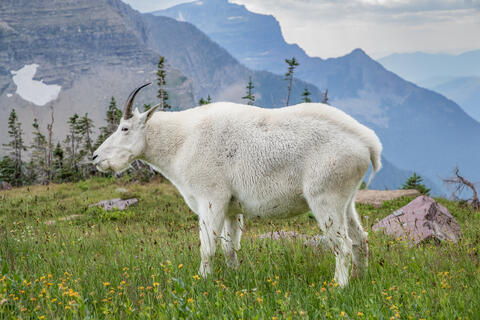 Summer Wildflowers lie in bloom and surround a Mountain Goat