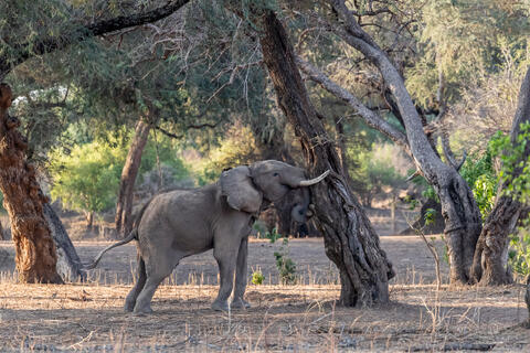 An elephant shakes a winter thorn tree in Zimbabwe, Africa in the dry season to access the nutritious seed pods that fall. 