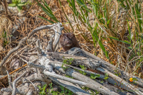 American mink seen along the Missouri River in Montana in the summer