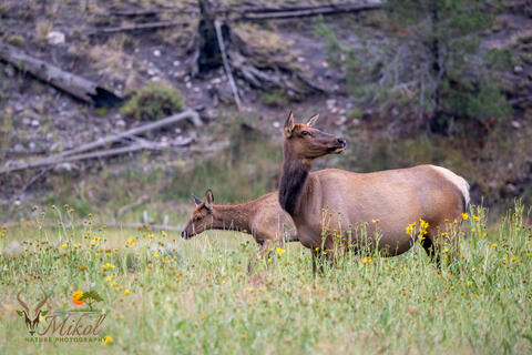 A cow elk with her calf stand in a meadow during the summer in Yellowstone national park in Montana, USa