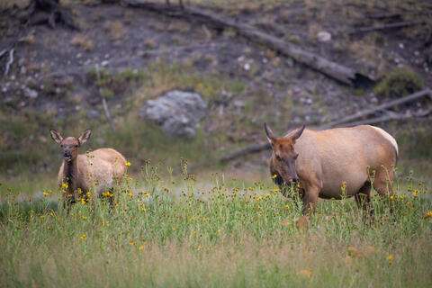 Elk and Calf in Flower Meadow