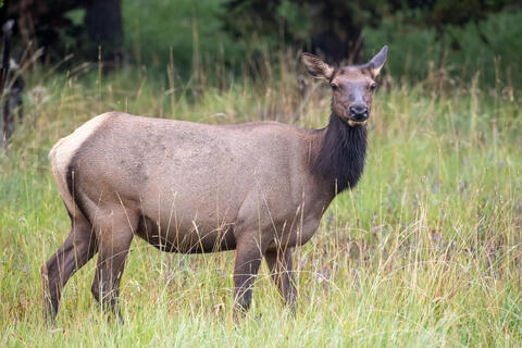 An elk cow in a meadow in the summer in Montana in Yellowstone national Park