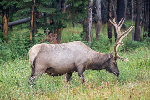 A bull elk with a full rack of antlers  in a Meadow in Montanas Yellowstone national Park in the summer