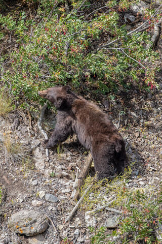 Black Bear Sow eating Berries