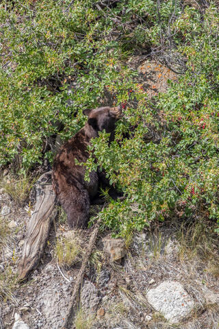 Black Bear Sow gorges on Berries in August