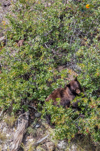 Black Bear Sow and Cub eating Berries