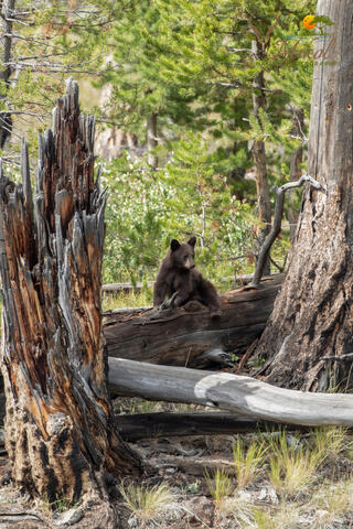 Black Bear Cub Sitting and Looking