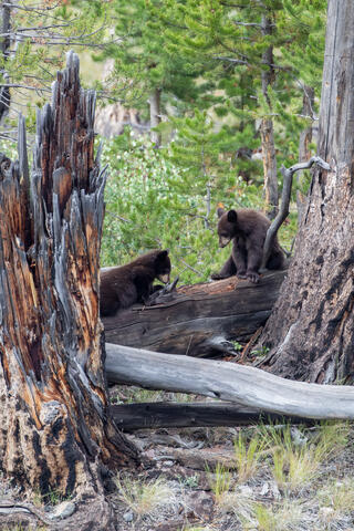 Black Bear Cub watching sibling