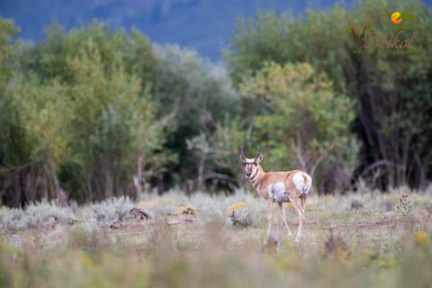  Pronghorn portrait in Yellowstone national park in Montana USA