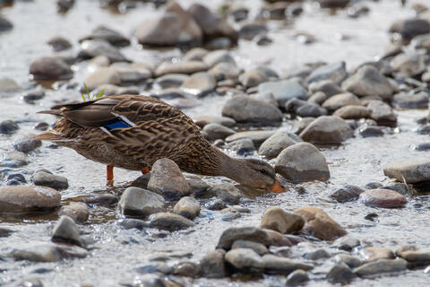 A femal mallard takes a drink from a river in colorado. 