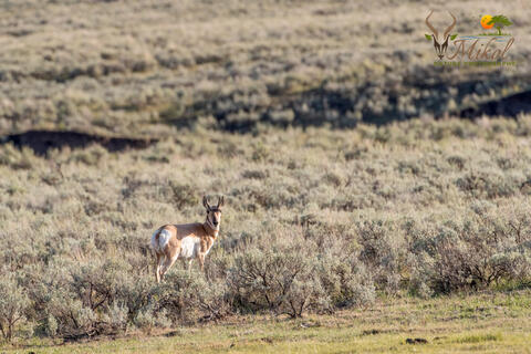 Pronghorn portrait in Yellowstone national Park, Montana