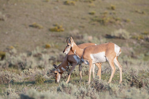 Two pronghorn graze in the Lamar valley in Yellowstone national park in Montana, USA