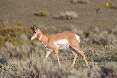 A pronghorn walks in the Lamar valley in Yellowstone National Park in Montana, USA
