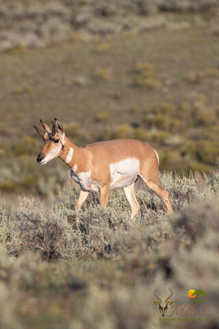 a pronghorn walks in the Lamar valley in Yellowstone National Park in Montana, USA
