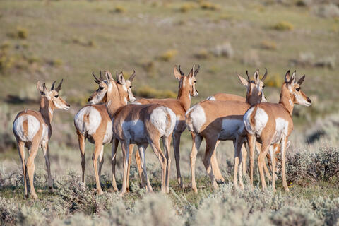 A group of pronghorns in the Lamar valley in Yellowstone National Park in Montana, USA