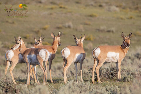 A group of pronghorns in the Lamar valley in Yellowstone National Park in Montana, USA
