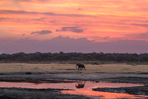 An elephant strolls the plains of Hwange national park in Zimbabwe as the sun sets. 