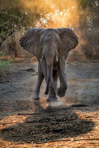 Aggressive elephant in a dust cloud backlit after a dust bath